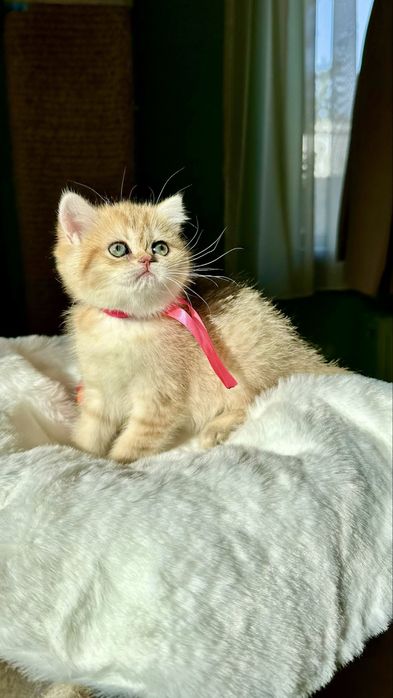 Fetita British Shorthair Chinchilla Gold