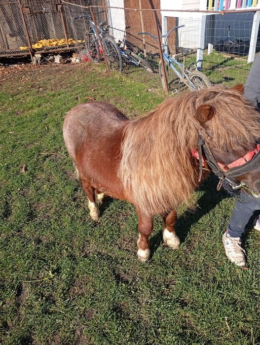 Vând ponei  armăsar