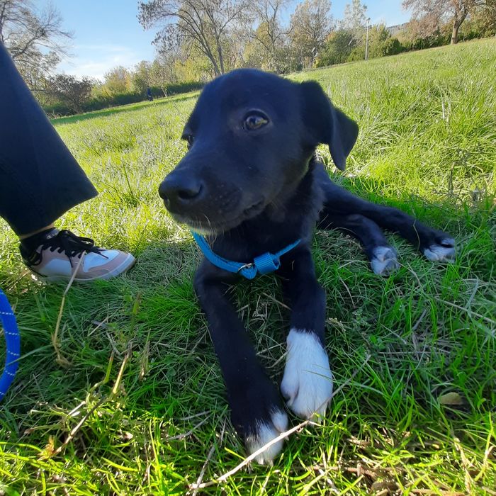 Cateluș spre adopție