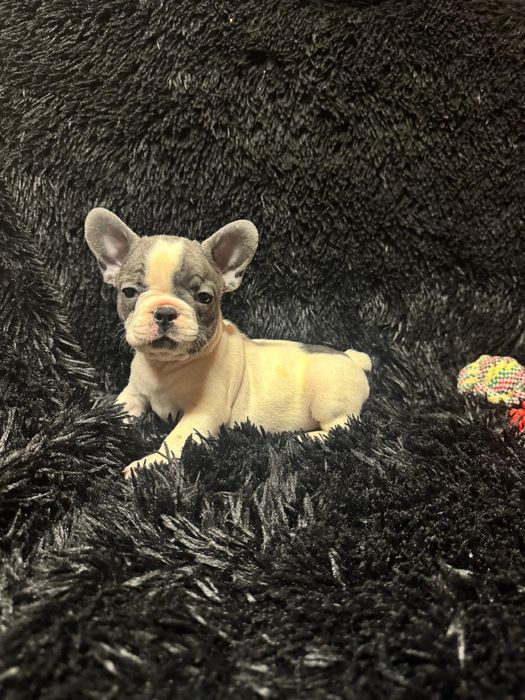 Bulldog Francez Blue Pied