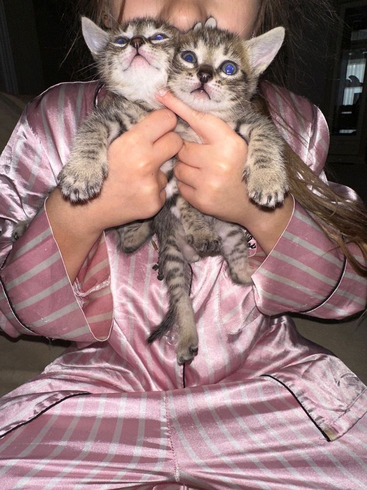 Отдам котят в добрые руки !