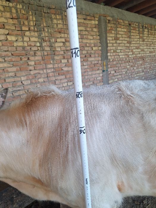 Букача, порода Авликол