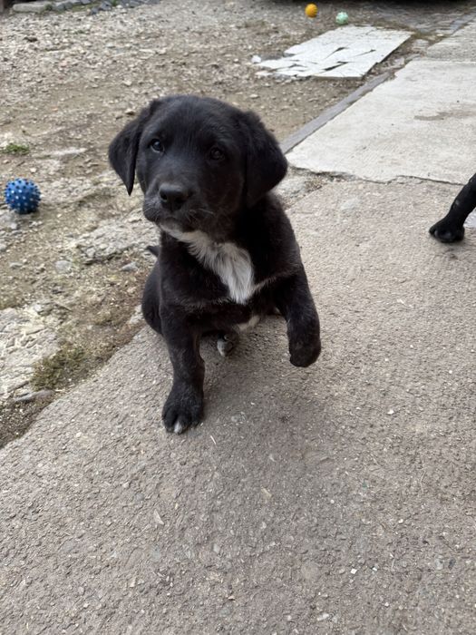 Donez doi caței, mama labrador cu brak german, tată necunoscut