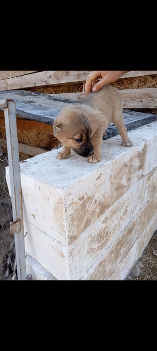 Alabay gidik sotiladi