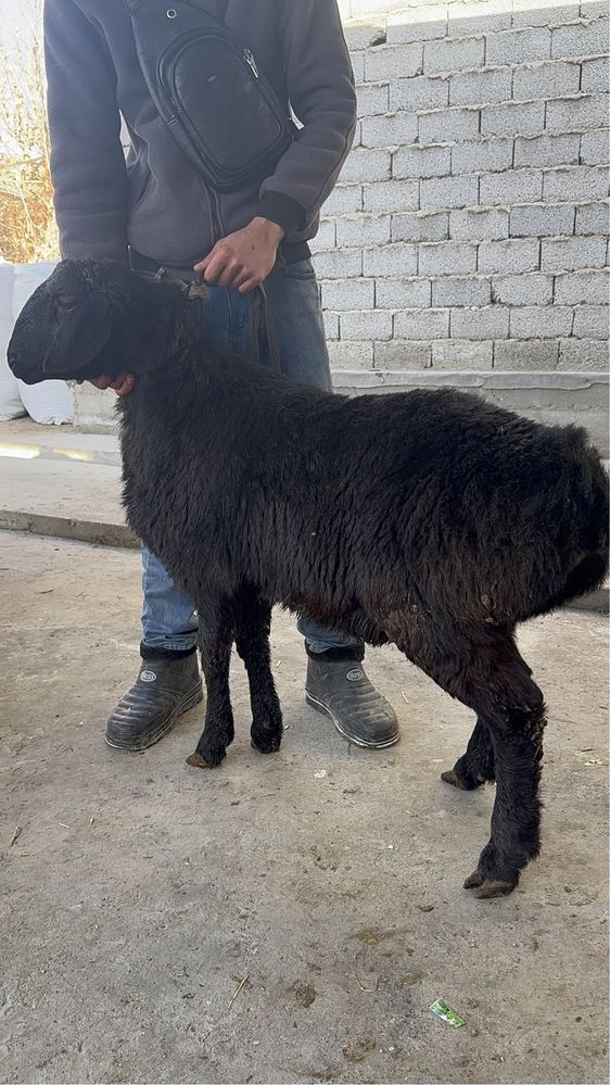 Qoylar 3500 milondan boshlanadi