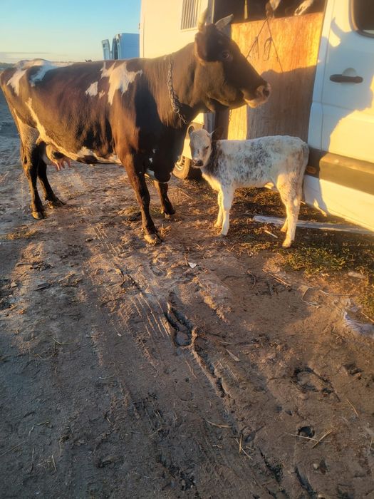 Vând vitei de carne ,jud olt corabia prețul 30milione bucata,