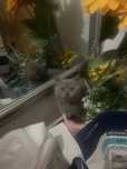 Fetita british  shorthair