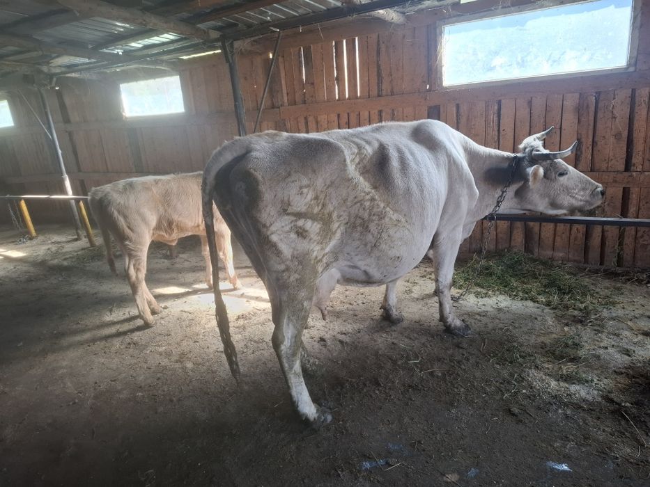 Vând vaca fatata
