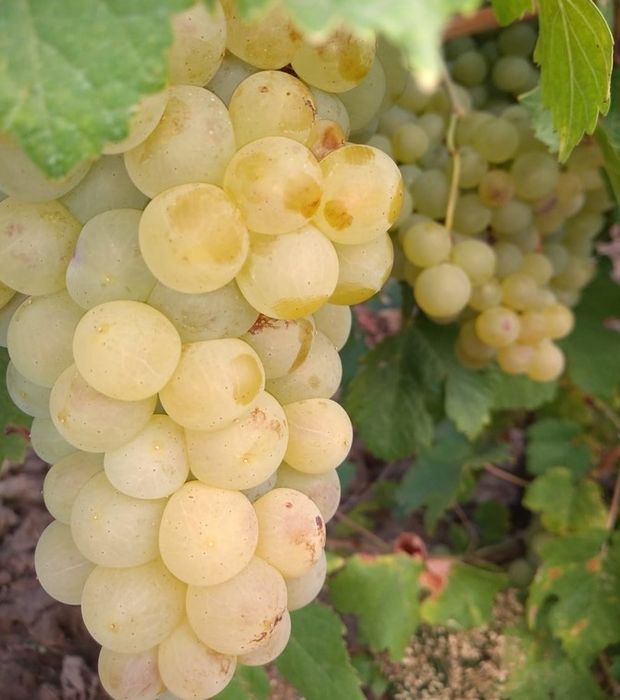 Vand Struguri pentru vin Iasi Costuleni
