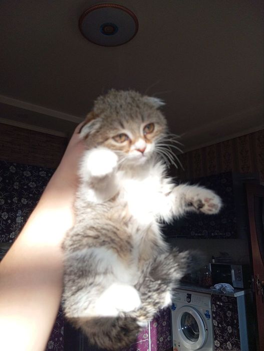 Продается котенок 400 тысяча сум