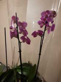 Лилава орхидея Фаленопсис