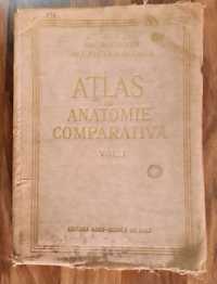 Atlas de anatomie comparativă (vol. 1) - V. Gheție, E. Paste, I. Riga