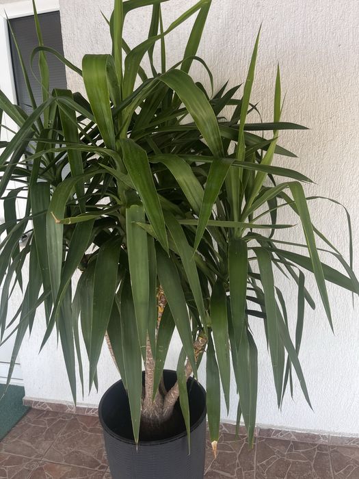 Yucca matură de interior/exterior - plantă decorativă mare