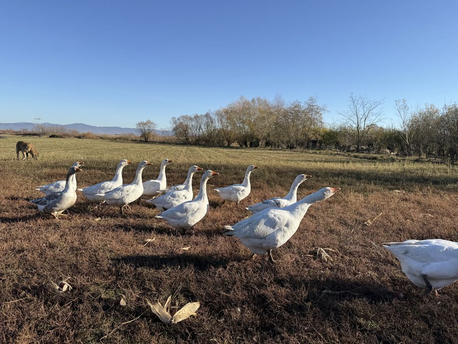 gâște crescute natural în gospodărie