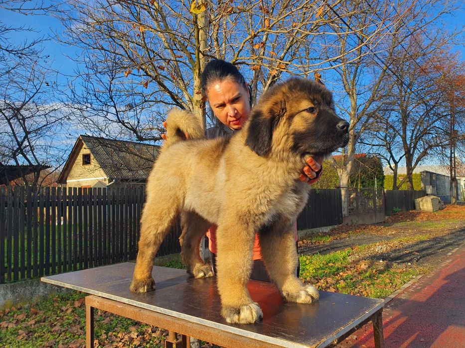 Femela ciobanesc caucazian cu pedigree