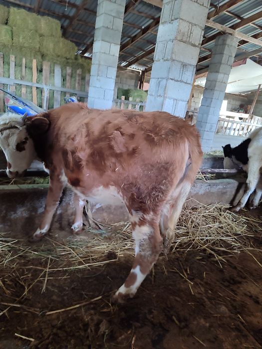 Продам молодняк  откорм