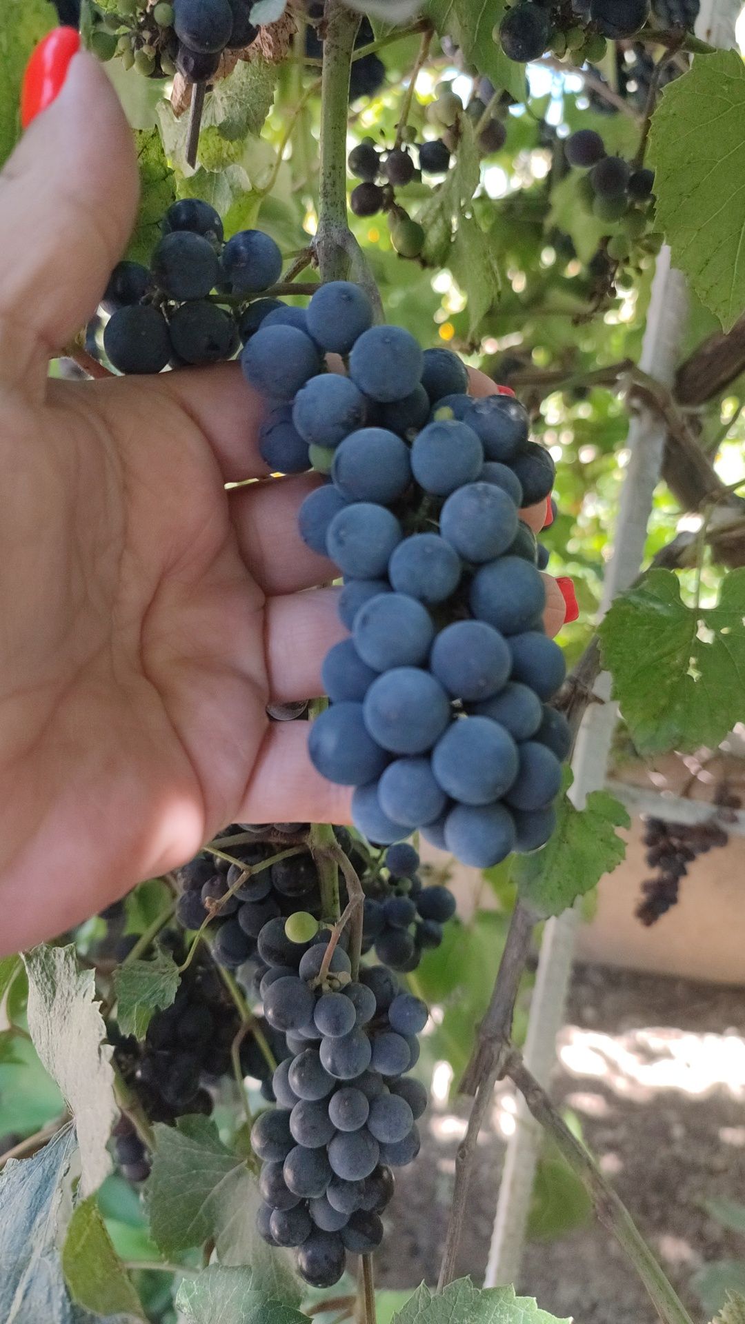 Продам винный сорт винограда