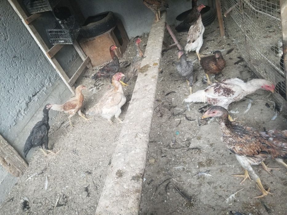 Srochni tovuklar xoroz dakan