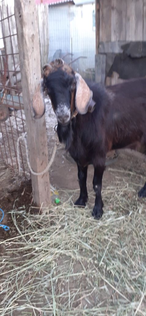 Vând țap în vârstă de un an