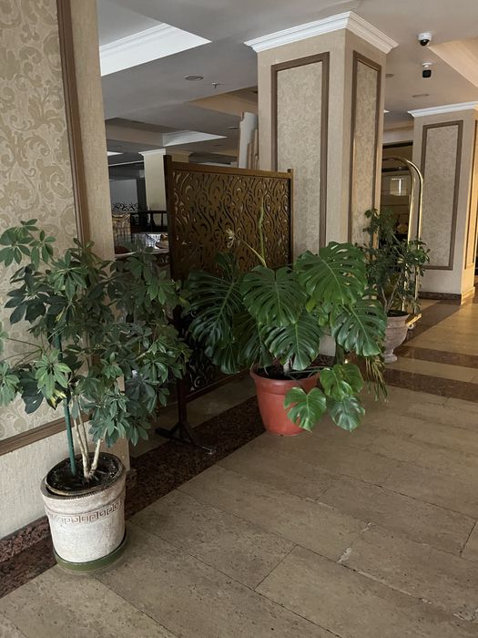 Комнатные растения, для офиса в премиальных горшках