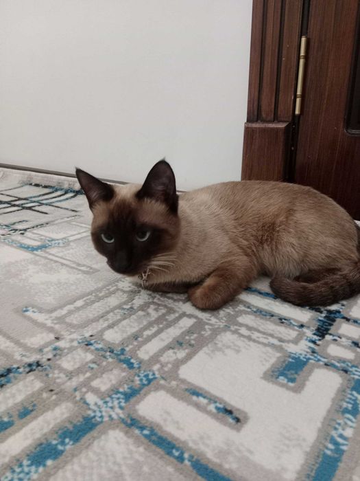 Продаётся сиамская кошка умная