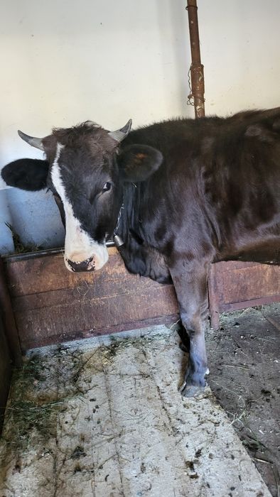 Vând jurincă de 1 an și jumătate, gestantă în 3 luni .