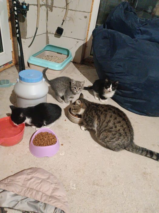 Котята в добрые руки