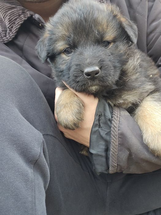 Подарявам кучета Немски овчарки-каракачнки