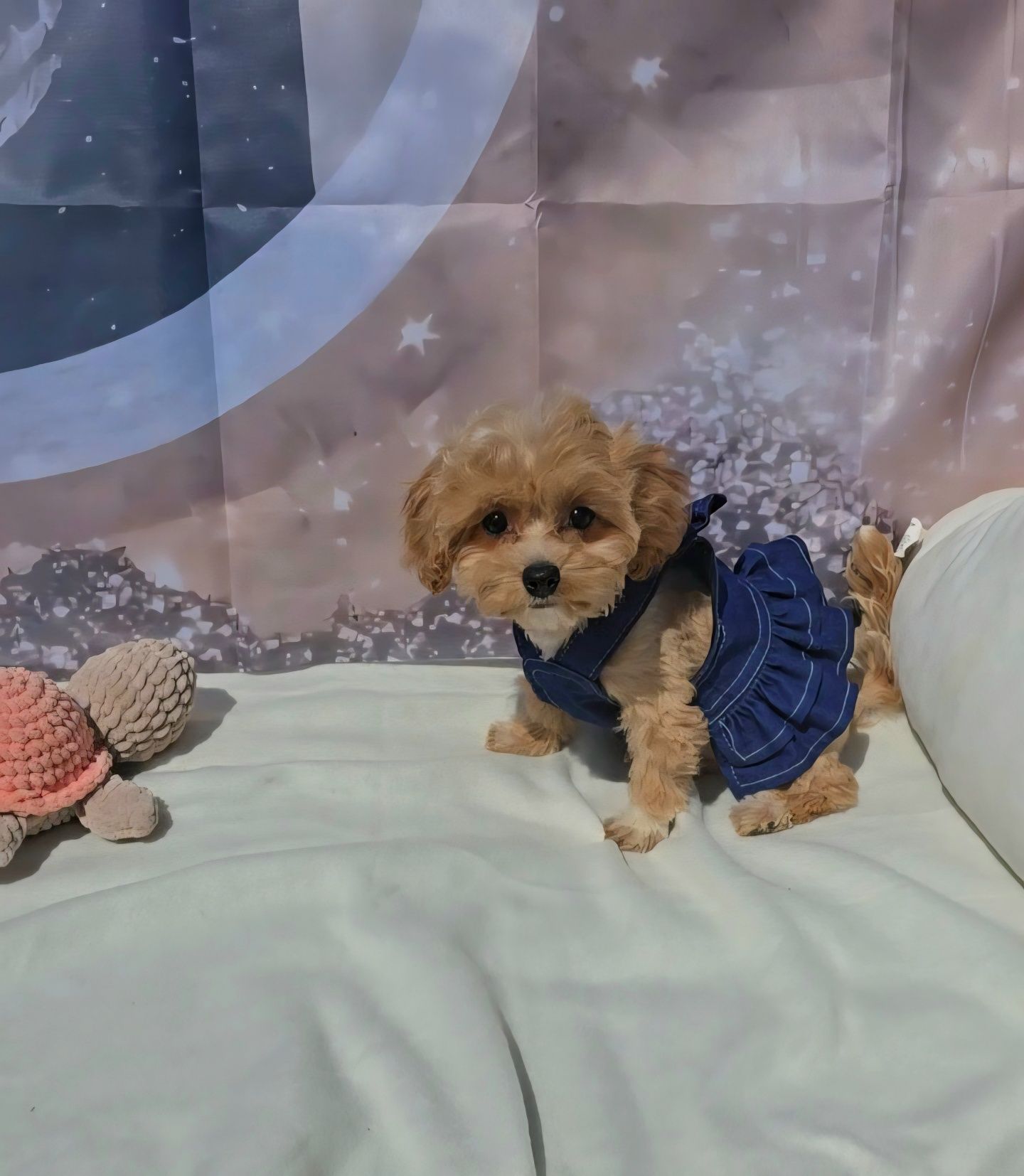 Малтипу 3 месеца, maltipoo