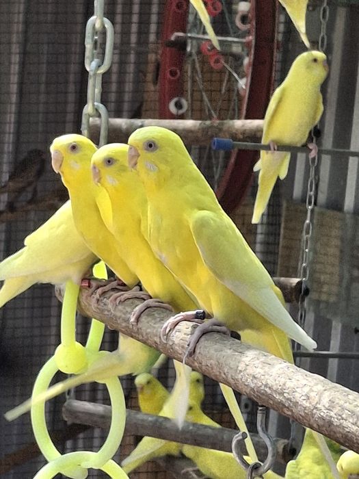 De vânzare peruși tineri .