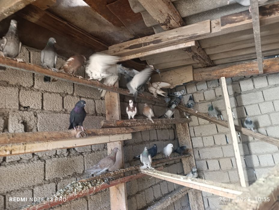 Кабутарлар сотилади