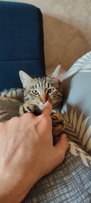 Кошечка в добрые руки