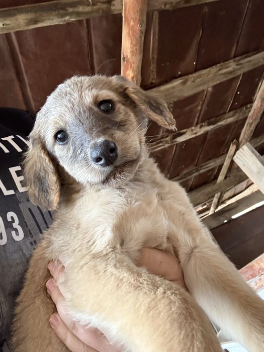 Тазы күшіктер жаксы кандардан әкесі жүйрік