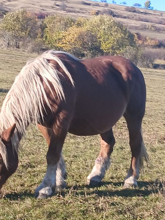 Iapa  de 10ani cu mânz de 5 luni