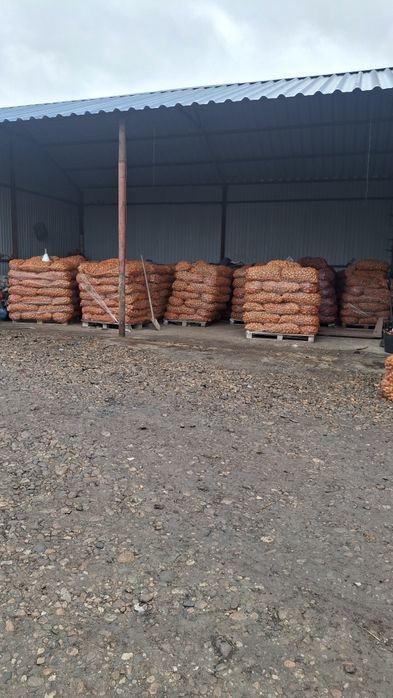 Cartofii de sămânță elită