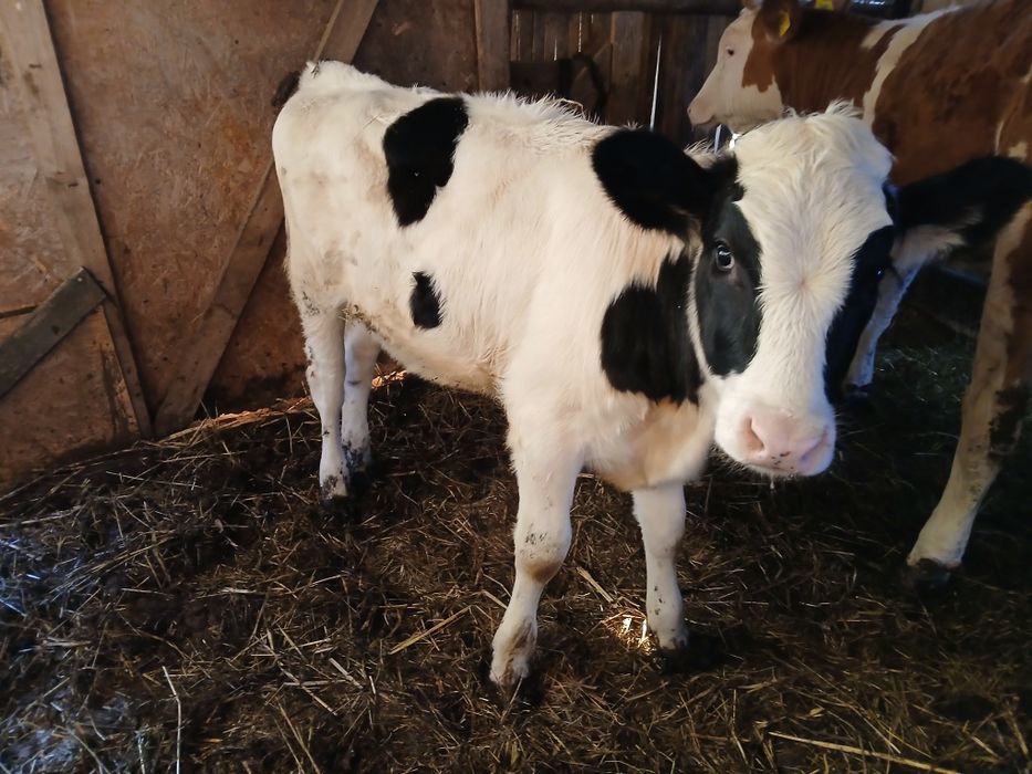 De vânzare vitea holstein