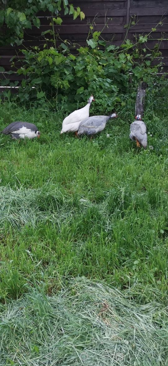Familie bibilici
