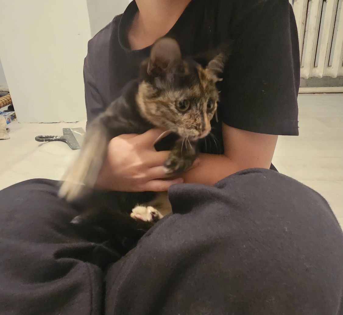 Кошки милые девочки