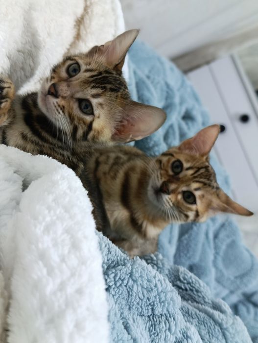 Бенгальский котенок мальчик