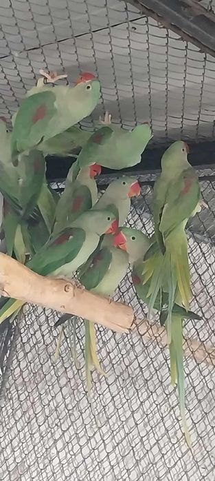 Marele Alexandru blânzi