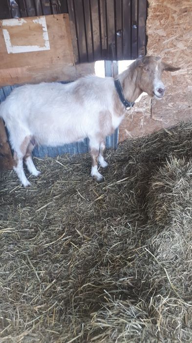 Продам Альпийскую дойную козу  с Козленком.