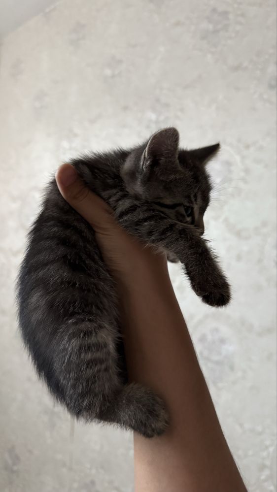 Мушукча. Котенок.