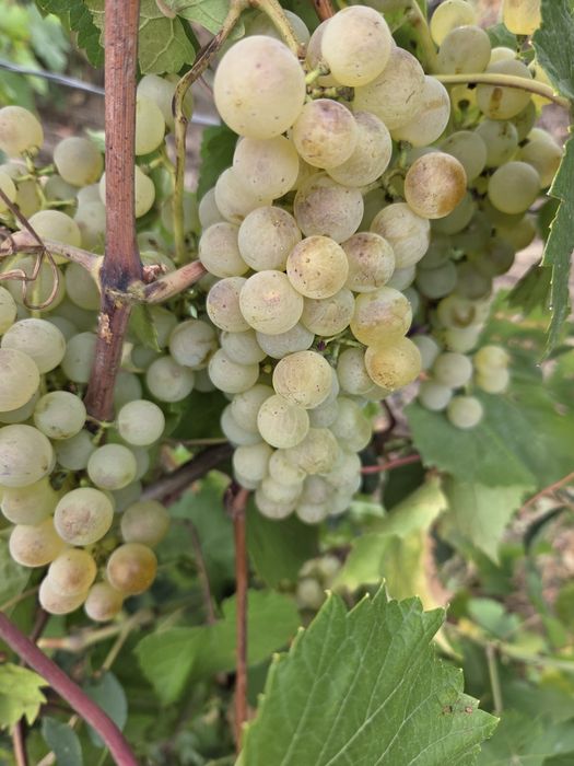 Vând Struguri de vin productie 2025