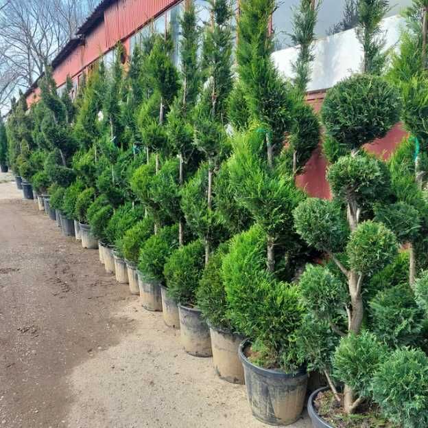 PonPon Tuia Smaragd Leilandy Magnolia Photinia Glob, Evonymus Spirale