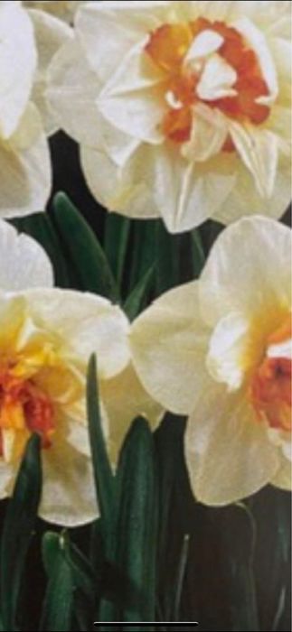 Bulbi de naf ise 0,50 bani buc