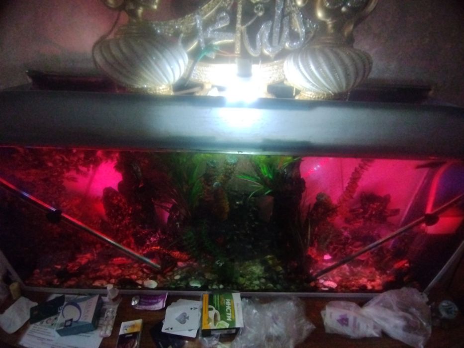 Акварюм с рыбами