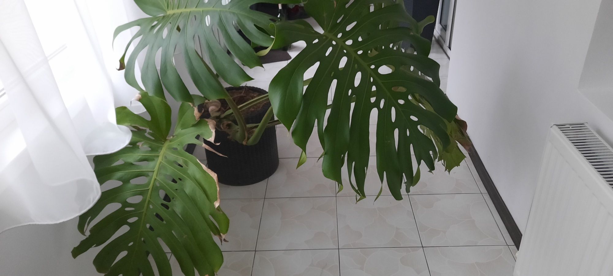 Filodendron monstera. Planta decor intetior