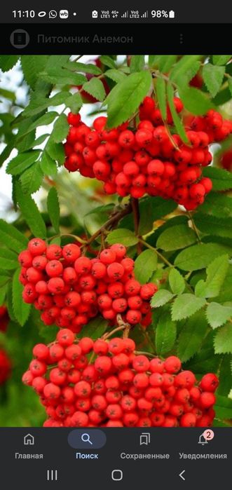 Продам саженцы рябины,калины.