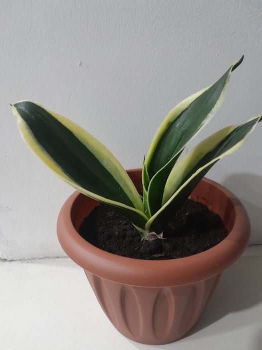 Сансевиерия комнатный цветок