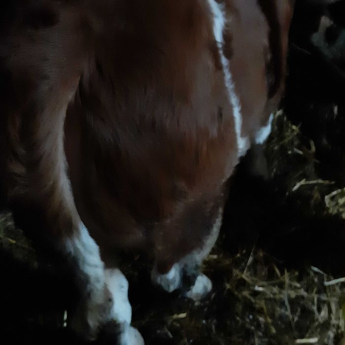 Taurasi Baltata romana